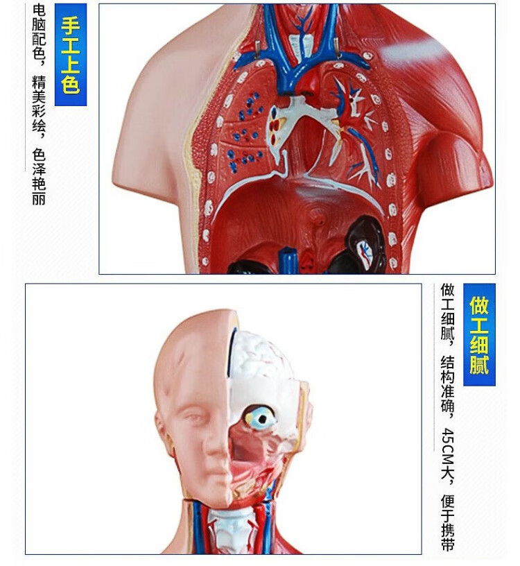 人体解剖模型高端专业医学系统神经结构内脏可拆卸骨骼躯干肌详情5