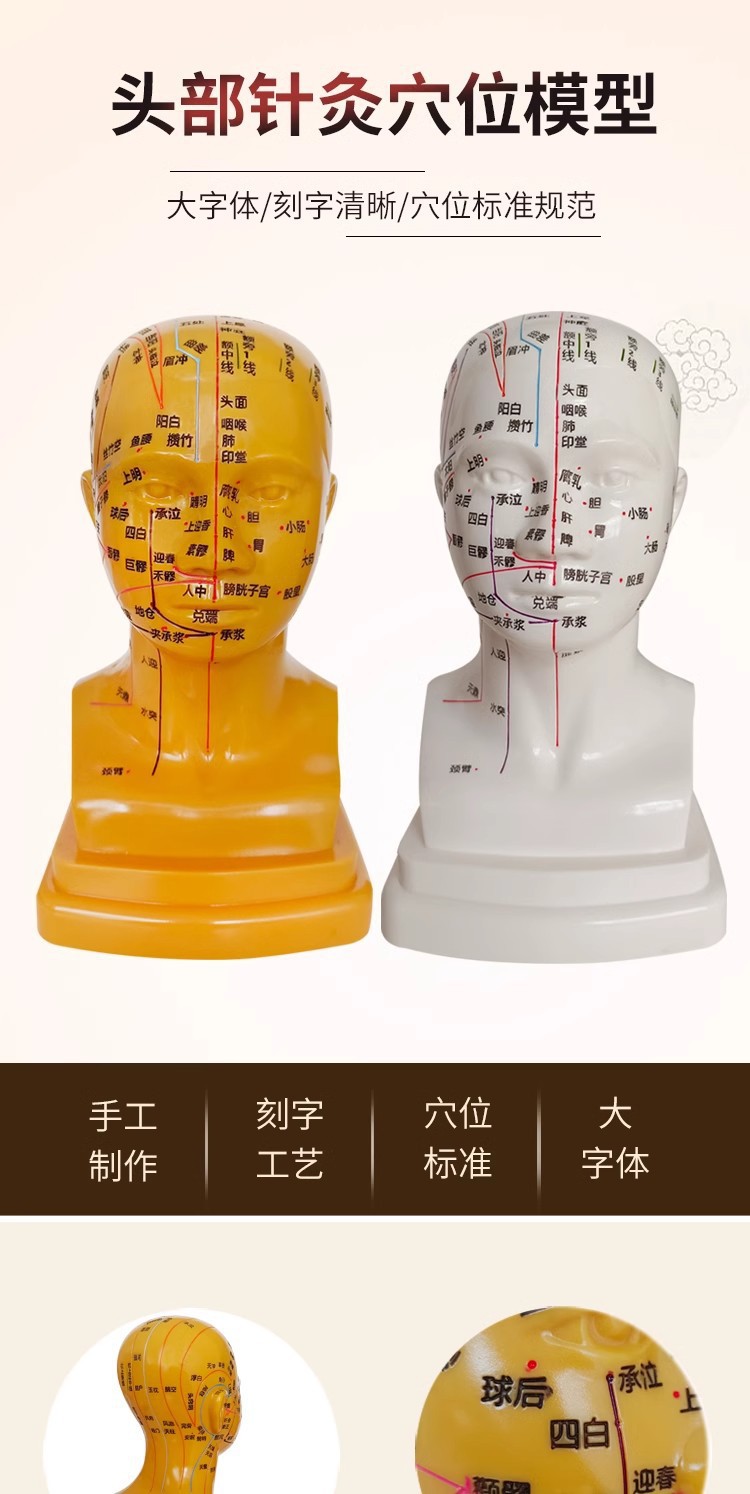 Head medical acupuncture practice model, traditional Chinese medicine acupoint meridian massage human body model, massage head model 21cm pic 3