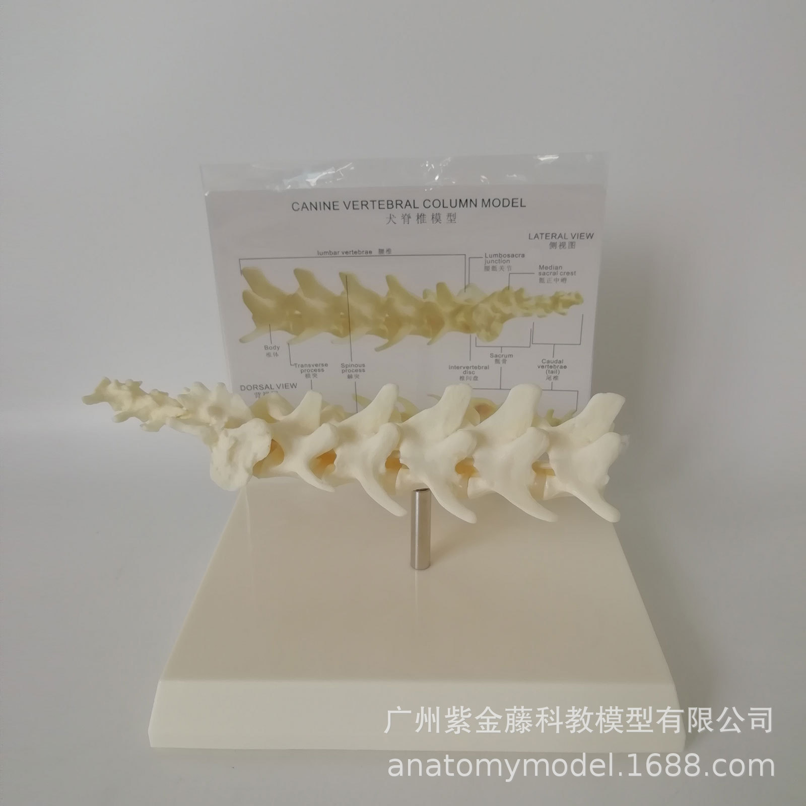 A 1:1 replica of the pet spine teaching model, a must-have simulation for dog spine medicine teaching and pet care pic 1