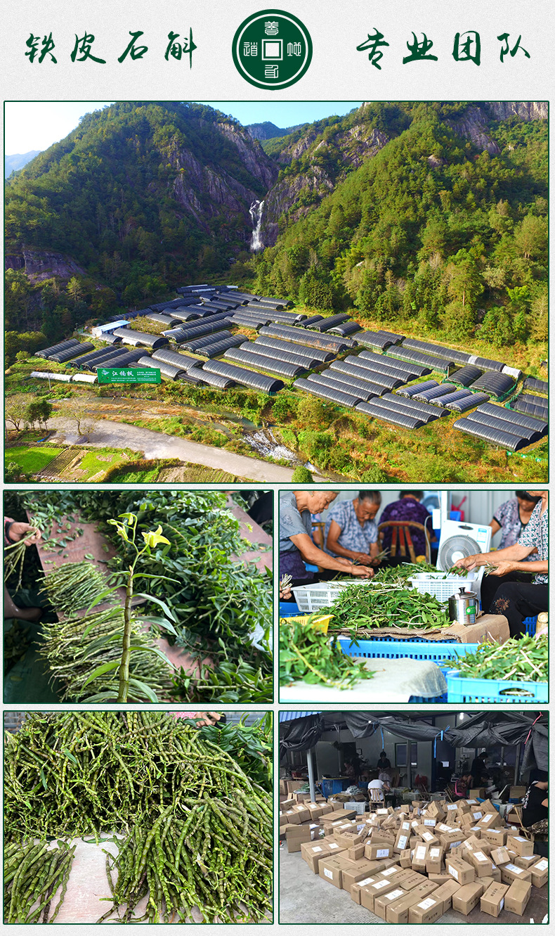 铁皮石斛苗裸苗1斤5-6月花期石斛基地批量发货种植新鲜发货大货详情12