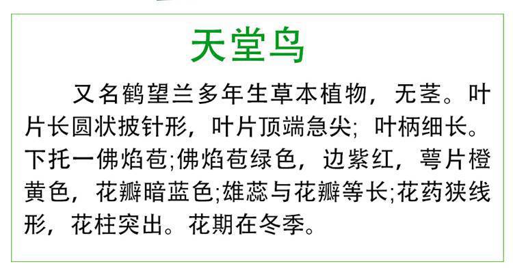网红天堂鸟盆栽室内大型植物鹤望兰客厅办公室大盆栽绿植天堂鸟苗详情1