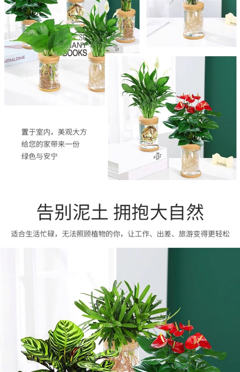 水培植物盆栽绿萝栀子花办公室内花卉小绿植四季好养多肉水养盆栽详情11