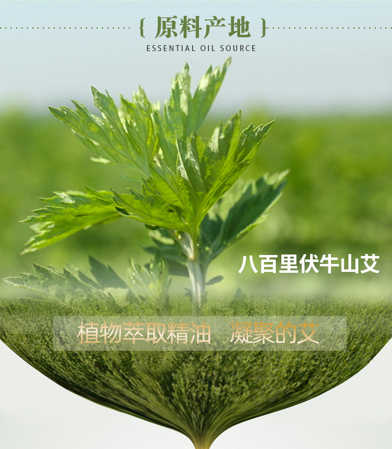 兴宛堂艾草精油10ml艾灸推背散装老姜刮痧油批发美容艾草精油液详情8