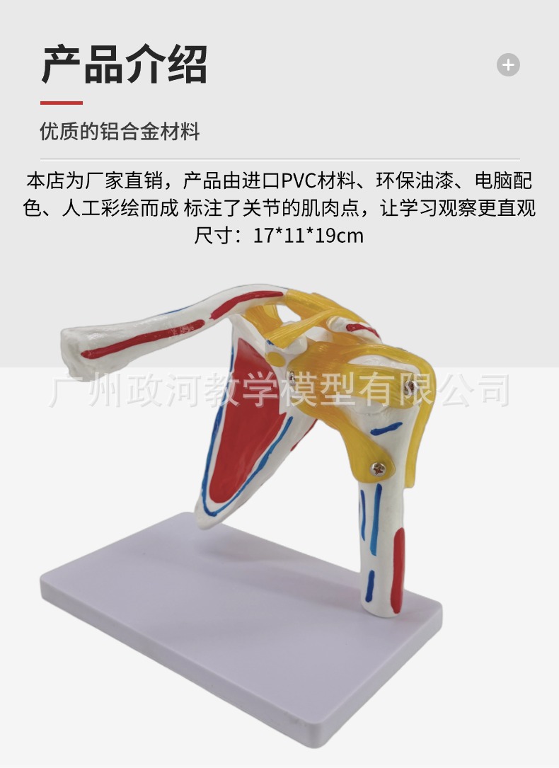 Shoulder joint model with muscle starting and ending points, collarbone, scapular ligament, medical mold, orthopedic fitness, yoga teaching demonstration pic 3