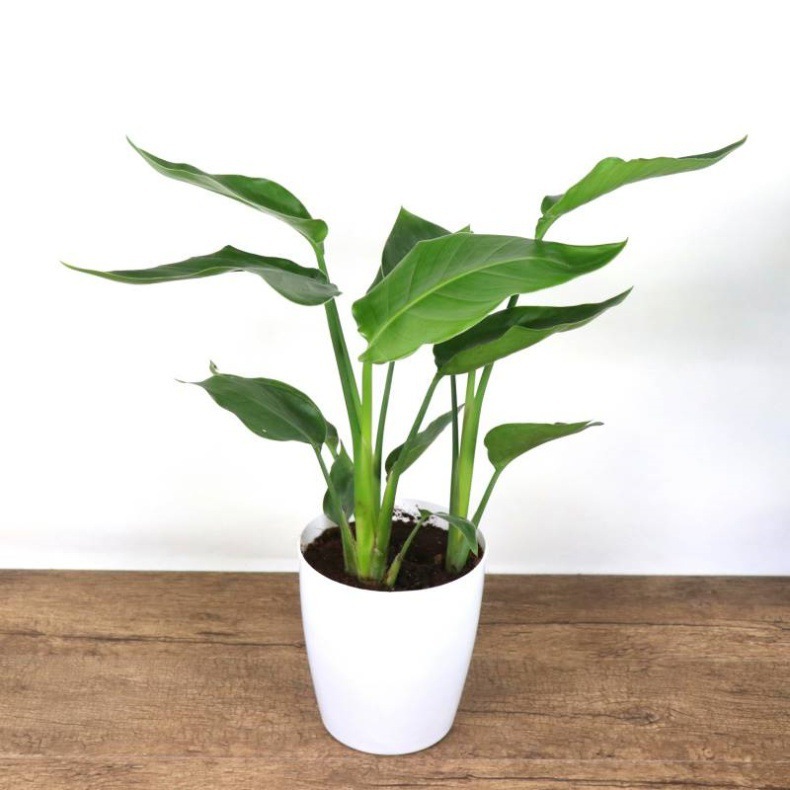 网红天堂鸟盆栽室内大型植物鹤望兰客厅办公室大盆栽绿植天堂鸟苗详情12