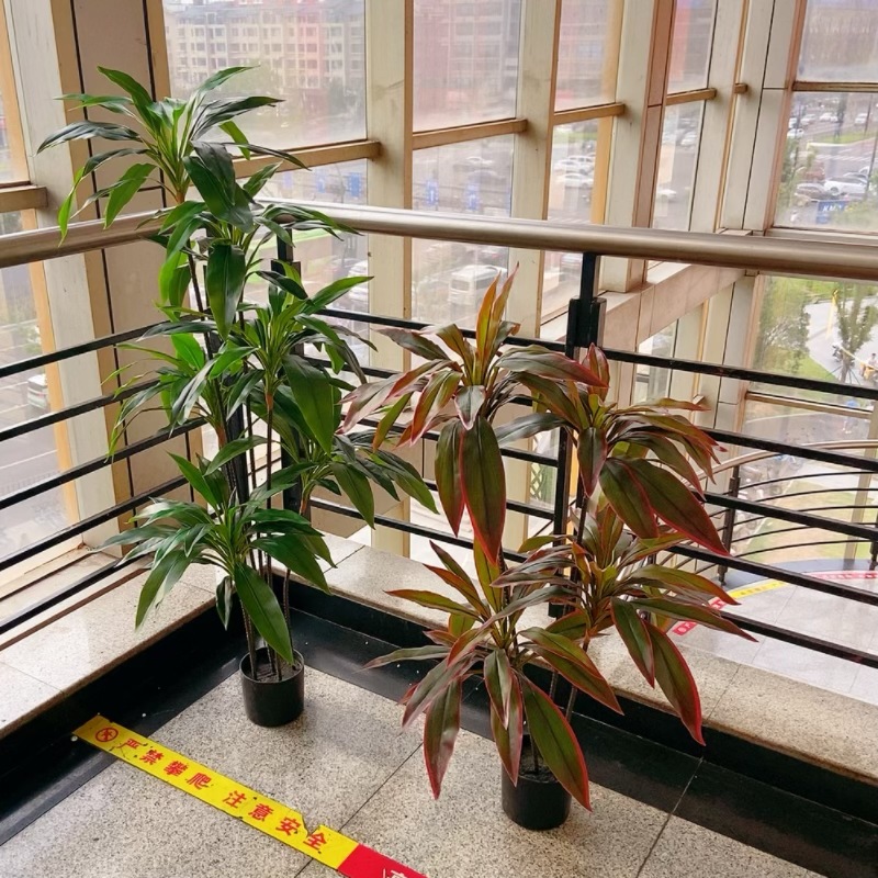 工厂店仿真盆栽天鹅绒大型落地绿植巴西木朱蕉室内装饰摆件植物详情14