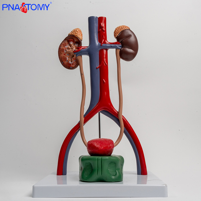1:1 urogenital system model, kidney anatomy mold, bladder and ureter structure three-dimensional teaching pic 2