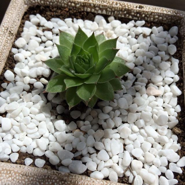 白色抛光鹅卵石 园林景观铺路工程石 自然白雨花石 滚磨石子详情9