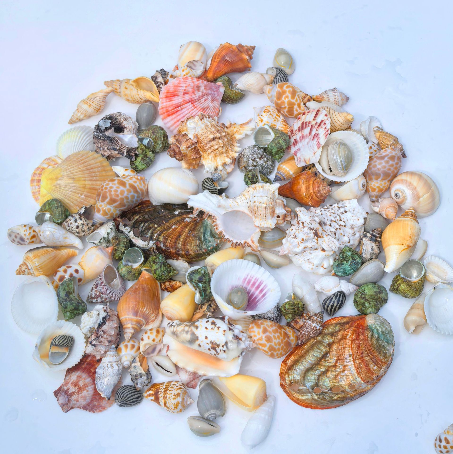 Large conch shells are sold by the pound. Large conch fish tank landscaping combination, handcrafted diy table setting, and decorative accessories pic 6