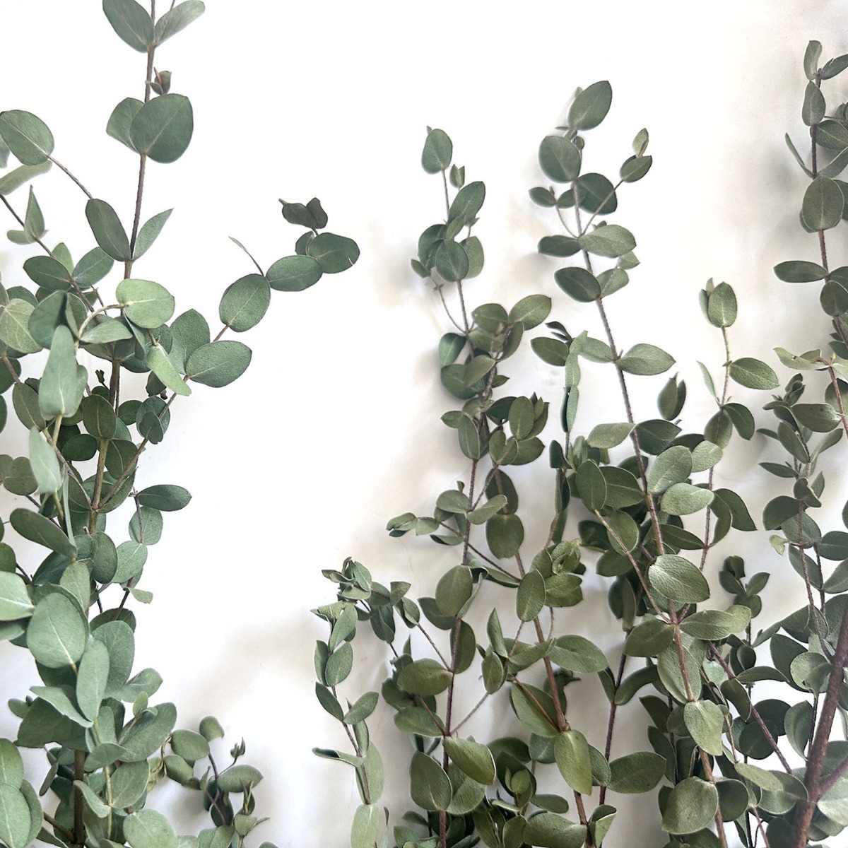 【 Dry Fine Leaves 】 Yunnan dried flower fine leaves eucalyptus, eucalyptus leaves, green leaves pic 1