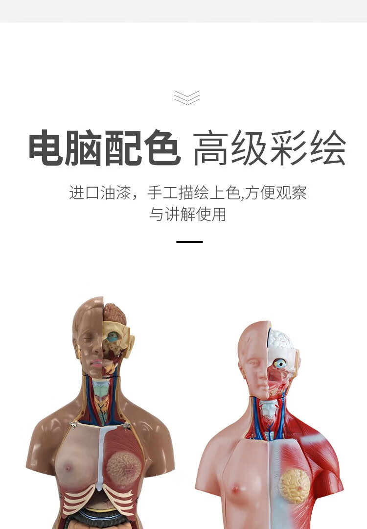 人体解剖模型高端专业医学系统神经结构内脏可拆卸骨骼躯干肌详情13