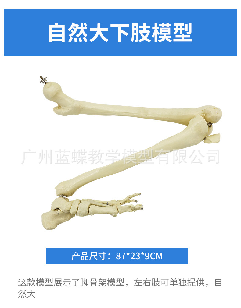 Sectional view of human internal organs, natural large upper and lower limb bone models, teaching of human body model diagrams, multi-functional anatomical display pic 93