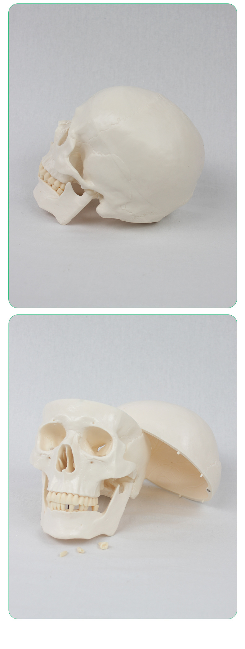 Teaching skull natural adult skull model anatomy teaching model medical college clinical teaching supplies pic 5
