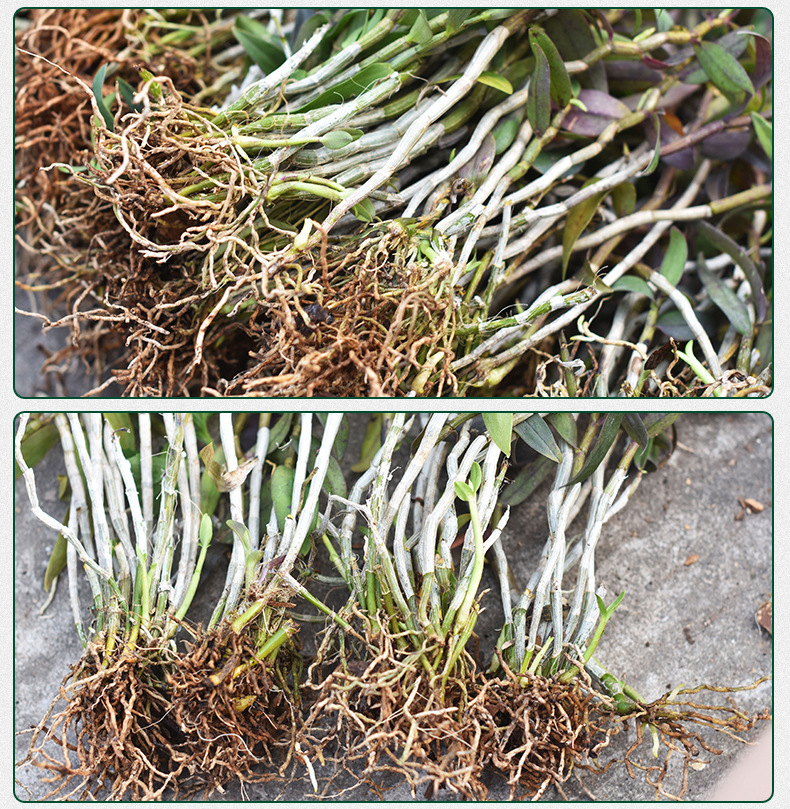 铁皮石斛苗裸苗1斤5-6月花期石斛基地批量发货种植新鲜发货大货详情4