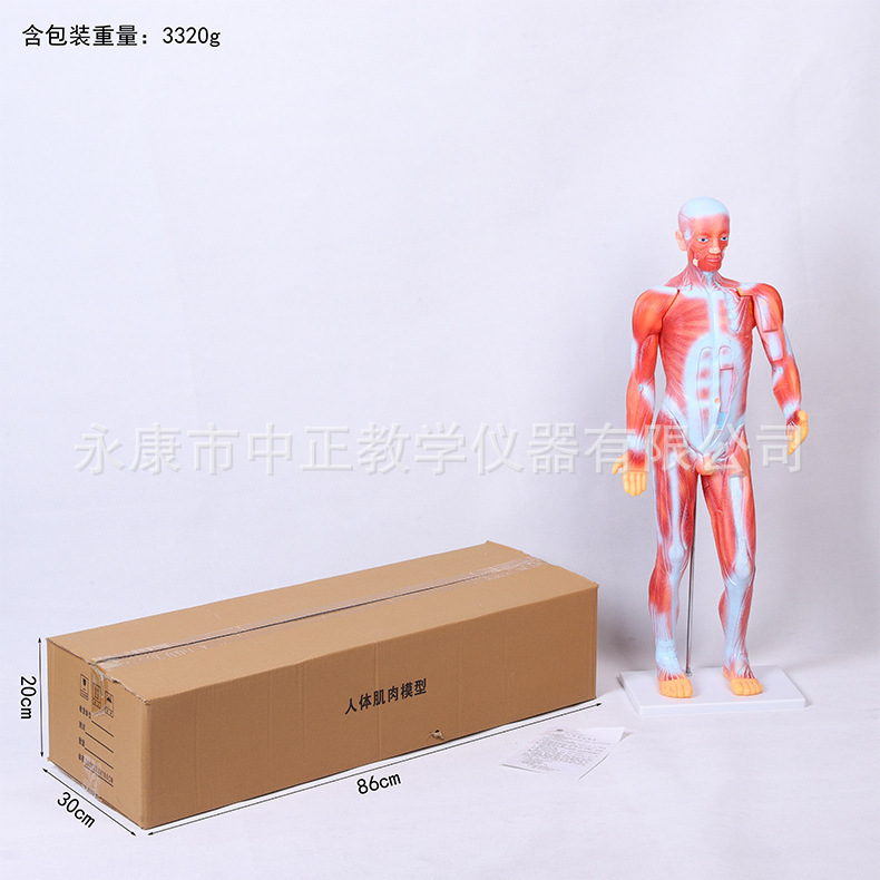 Medical lecture models, biological classroom display models, human anatomy models, student education demonstration teaching materials pic 5