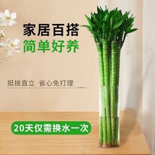 Five Blessings Money Tree small potted indoor plants, office desk small green plants potted plants, indoor flower potted plants pic 2