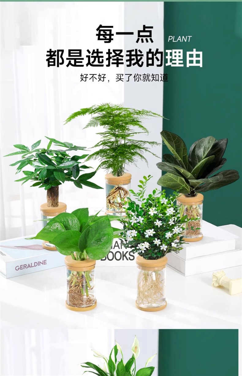 水培植物盆栽绿萝栀子花办公室内花卉小绿植四季好养多肉水养盆栽详情7