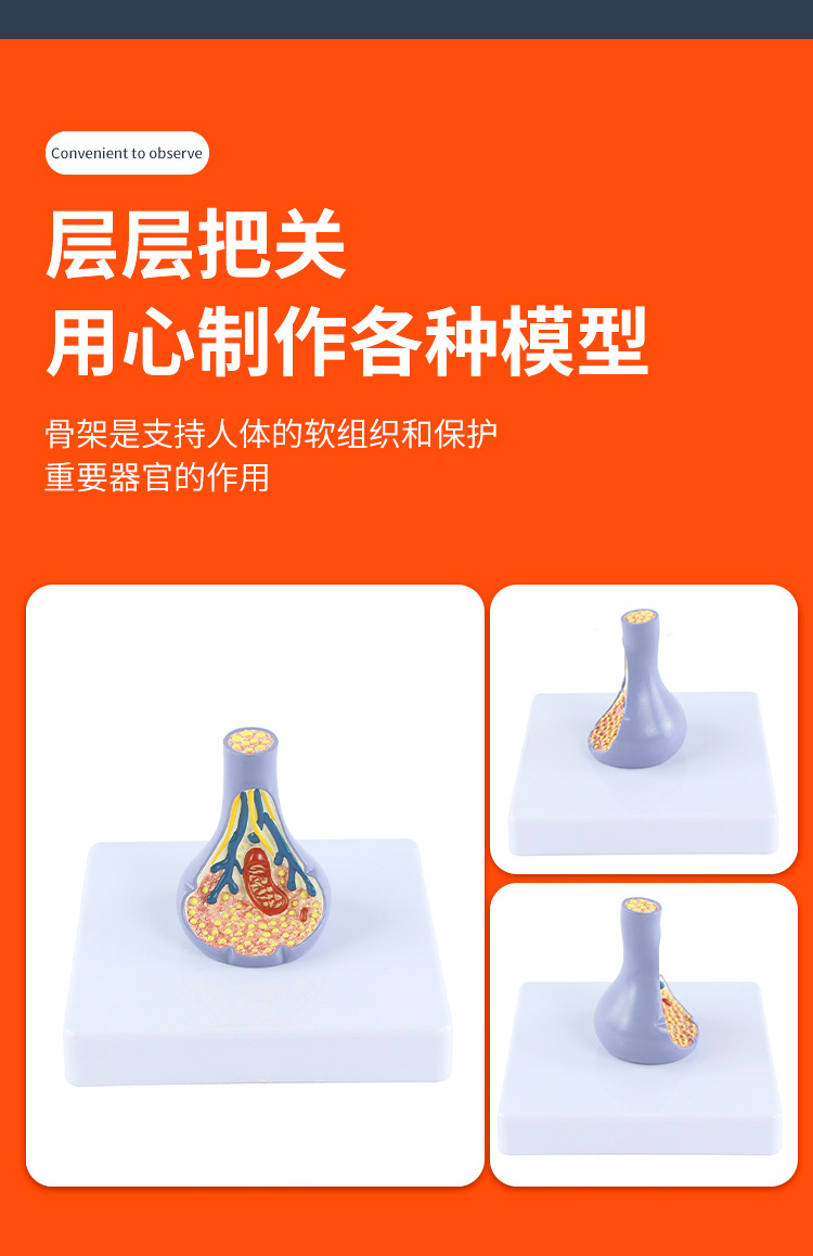突触模型解剖人体内脏切面图教学人体模拟模型多功能科普教育用品详情3