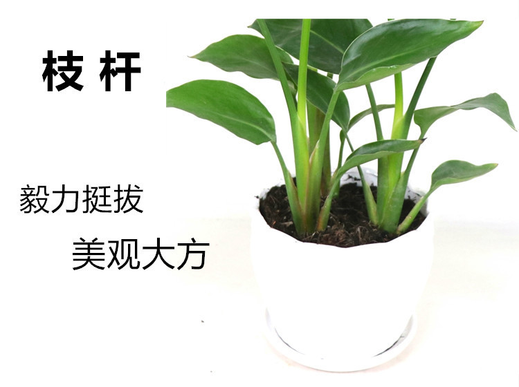 网红天堂鸟盆栽室内大型植物鹤望兰客厅办公室大盆栽绿植天堂鸟苗详情8