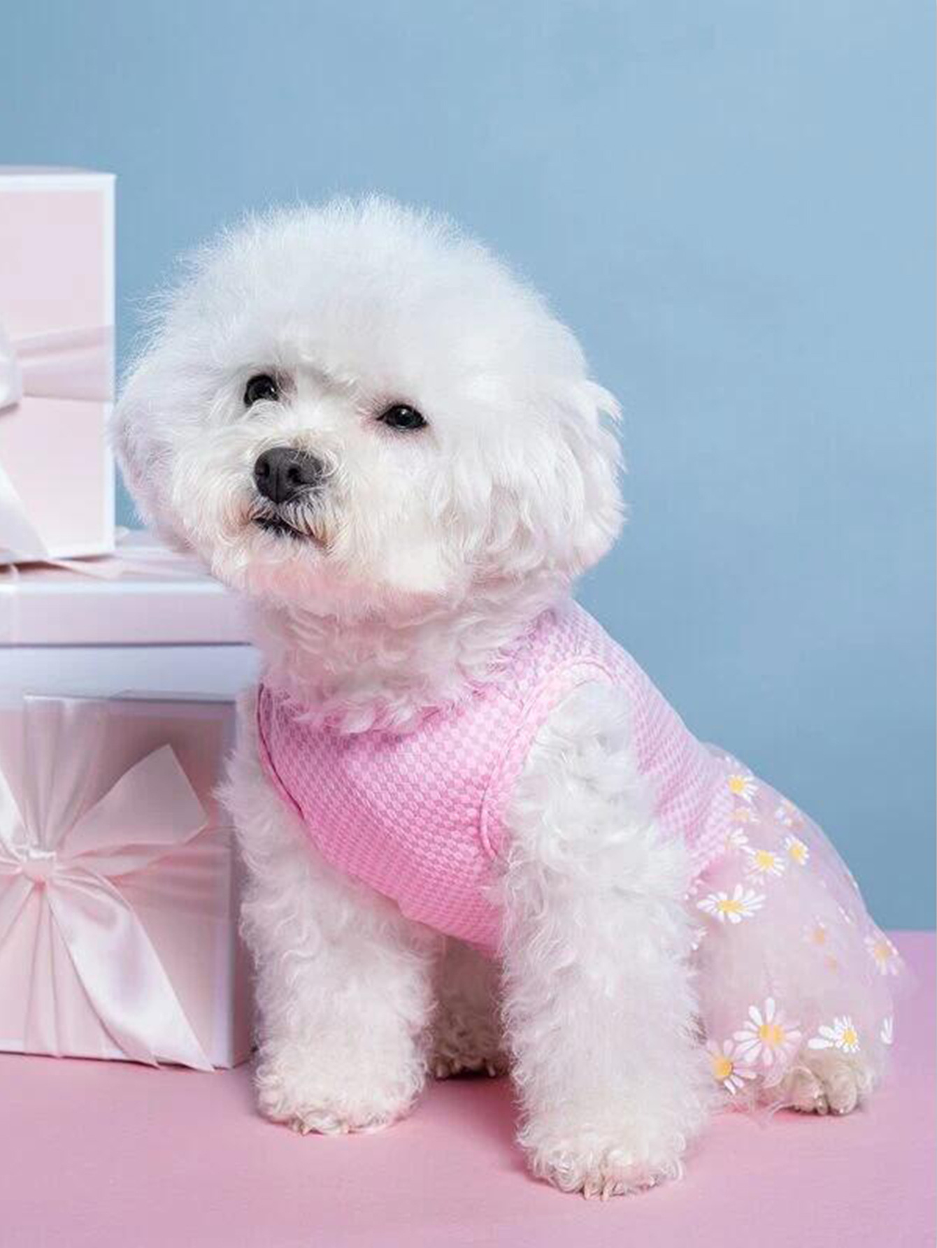 T All-season universal cat and dog clothing, pet chiffon skirt, Bichon Frise, Teddy, Yorkshire Terrier, Schnauzer small dog clothing pic 4