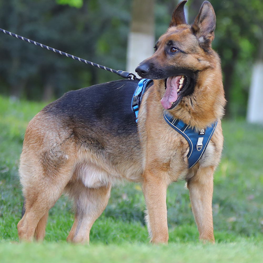 Трансграничные тягачи противоударны взрыву, пробивая отражающие корсеты на больших собачьих грудных клетках pic 12