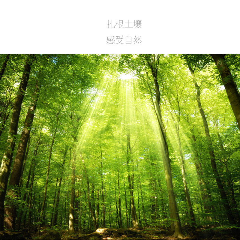 TEMU木头气垫梳跨境楠竹发梳防静电美发梳大板梳按摩梳x 梳子竹子详情1