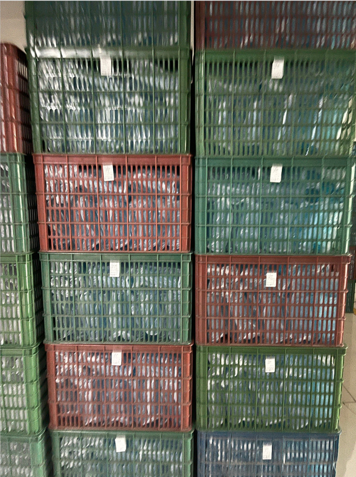 Cross-border Amazon sports and creative outdoor fruit, colorful transparent scale, large-capacity portable water cup for girls, plastic cup pic 7