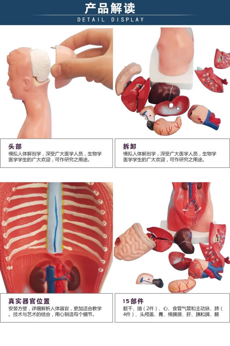 人体解剖模型高端专业医学系统神经结构内脏可拆卸骨骼躯干肌详情7