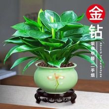 Five Blessings Money Tree small potted indoor plants, office desk small green plants potted plants, indoor flower potted plants pic 9