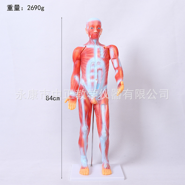 Medical lecture models, biological classroom display models, human anatomy models, student education demonstration teaching materials pic 6