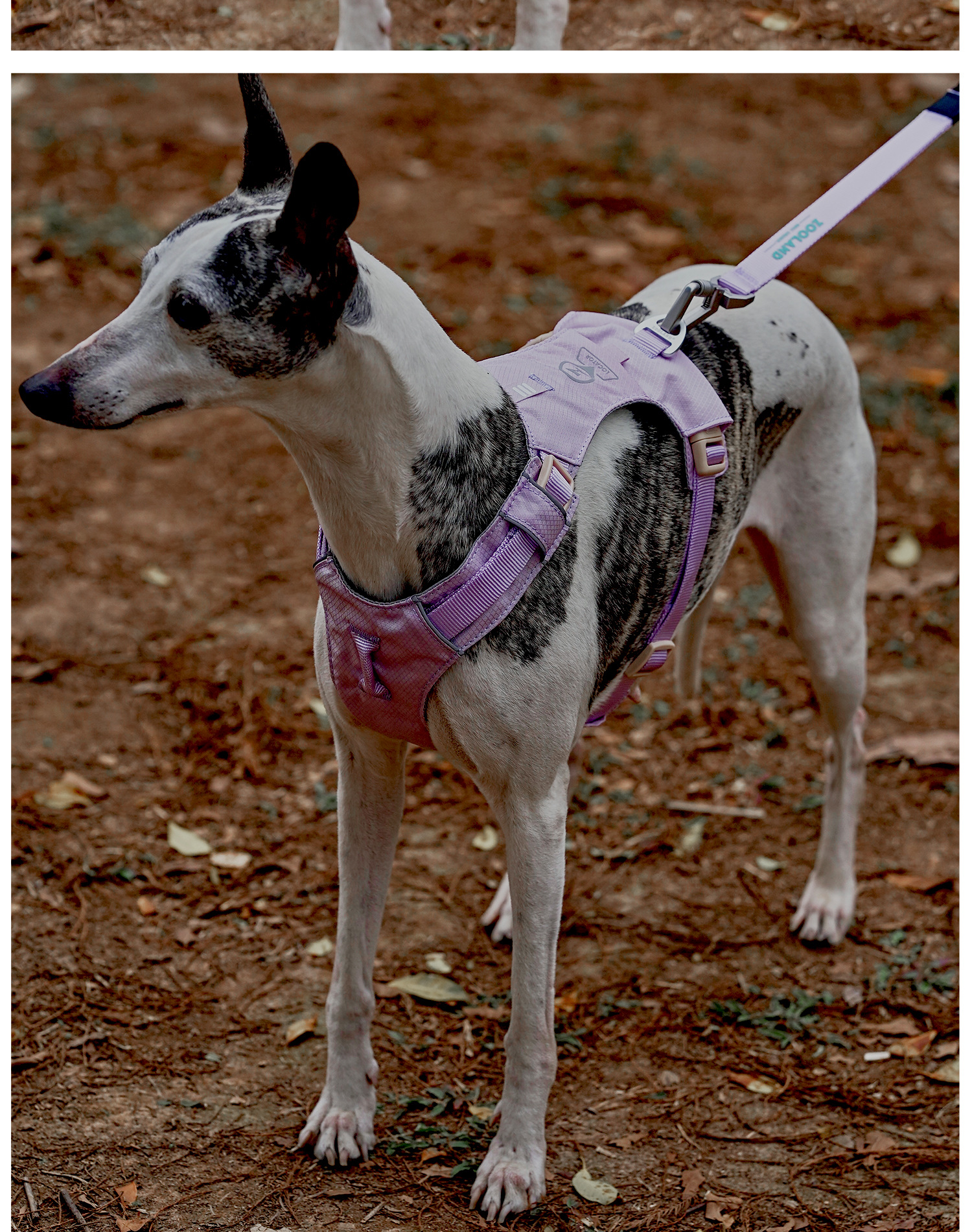 ZOOLAND狗狗胸背牵引绳遛幼小中大型犬泰迪柯基比熊边牧博美链子详情29
