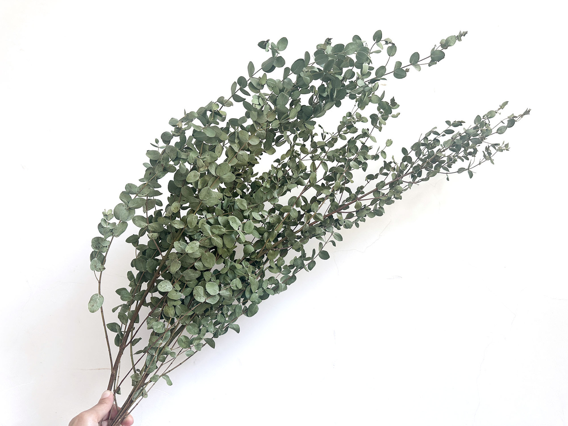 【 Dry Fine Leaves 】 Yunnan dried flower fine leaves eucalyptus, eucalyptus leaves, green leaves pic 12