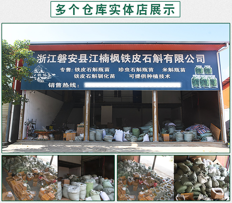 铁皮石斛苗裸苗1斤5-6月花期石斛基地批量发货种植新鲜发货大货详情10