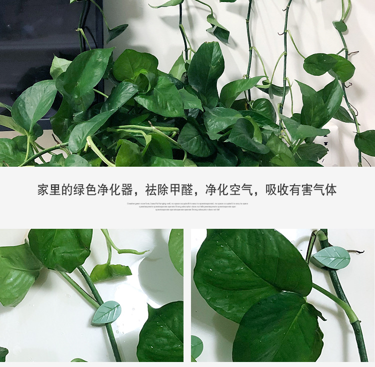 树叶款绿萝固定器绿植爬墙神器墙面西瓜藤蔓固定夹无痕绿植固定器详情16