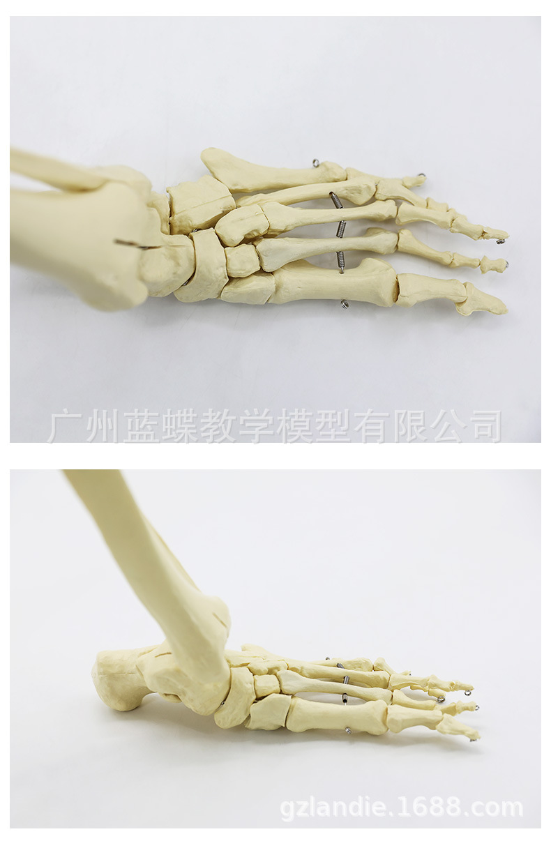 Sectional view of human internal organs, natural large upper and lower limb bone models, teaching of human body model diagrams, multi-functional anatomical display pic 94
