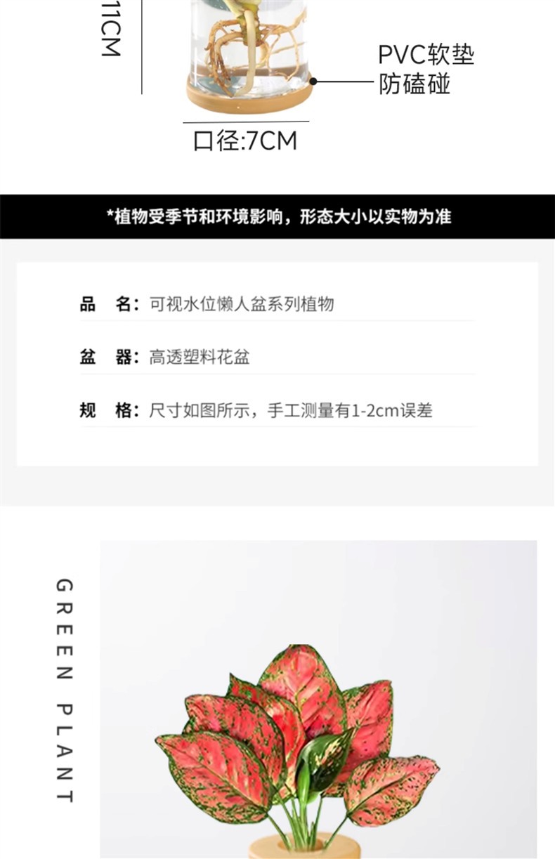 水培植物盆栽绿萝栀子花办公室内花卉小绿植四季好养多肉水养盆栽详情5