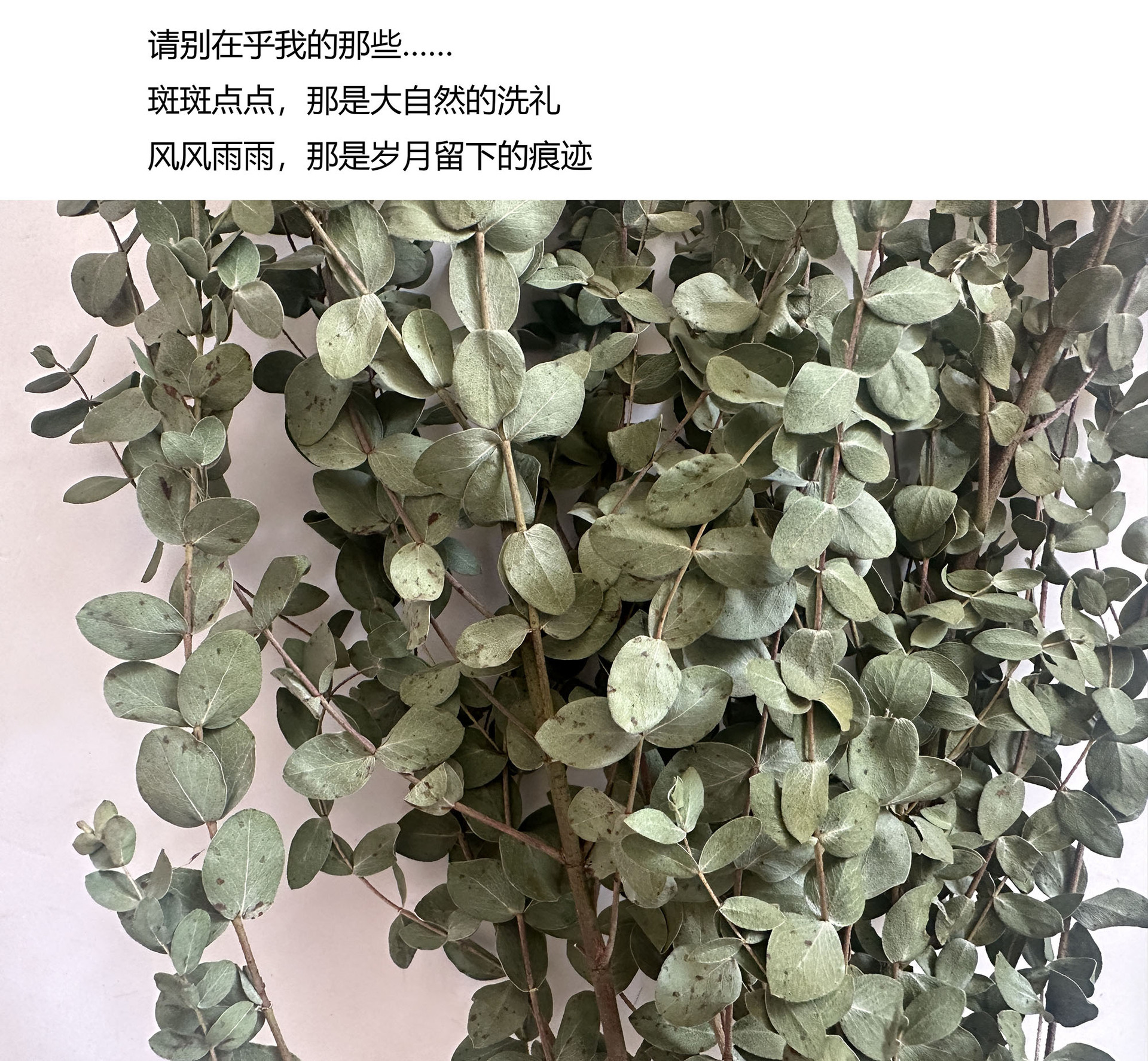 【 Dry Fine Leaves 】 Yunnan dried flower fine leaves eucalyptus, eucalyptus leaves, green leaves pic 7