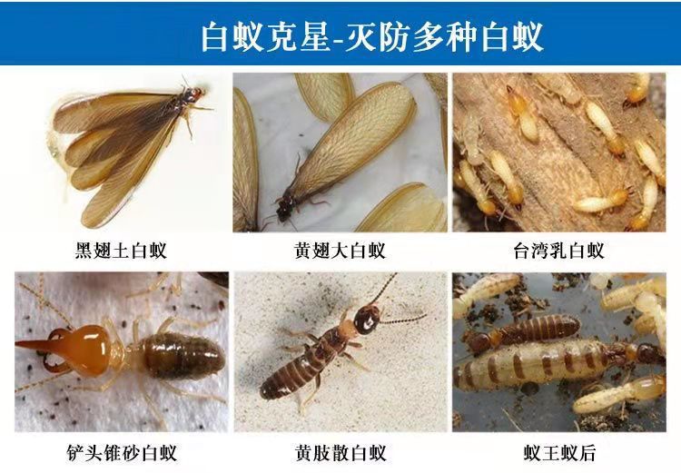 严选75克柏松白蚁杀虫粉消灭白蚁传染全巢死亡杀除白蚁家用白蚁药详情15