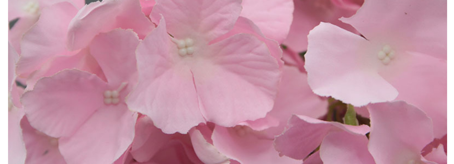 仿真5叉绣球花束婚庆酒店布置婚礼拍摄道具玫红色仿真花假花批发详情9