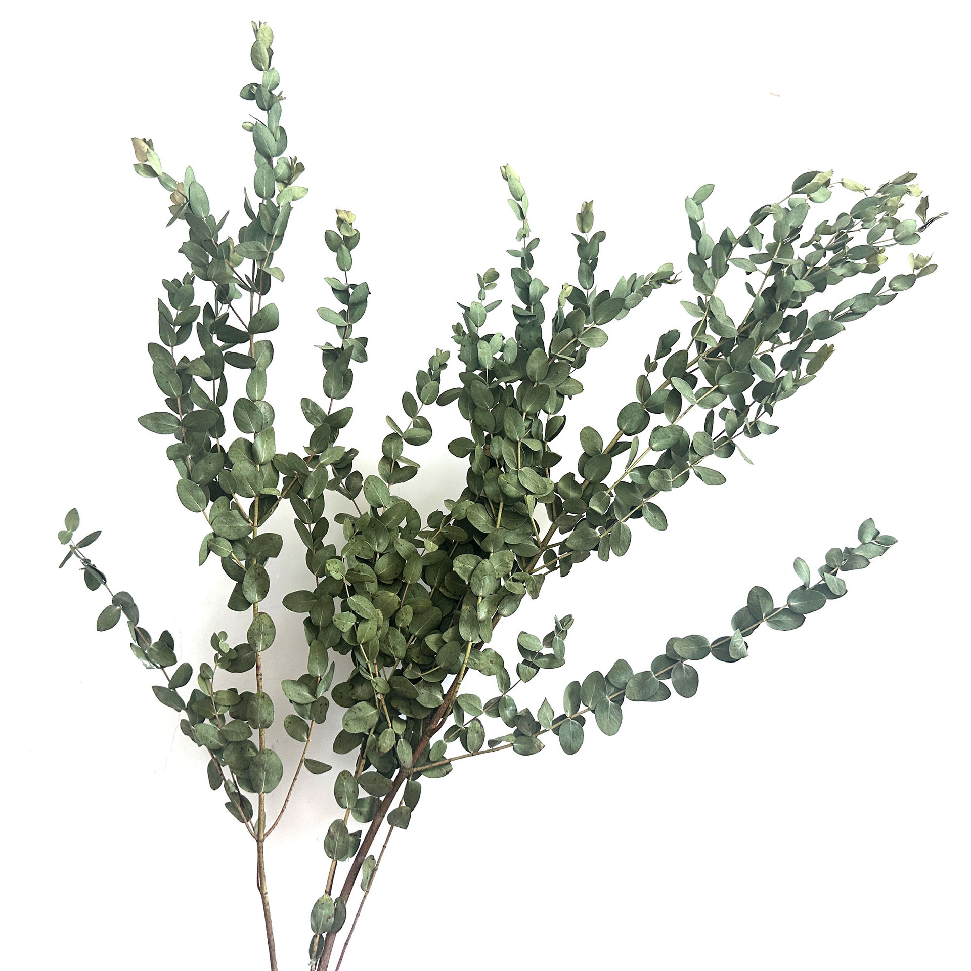 【 Dry Fine Leaves 】 Yunnan dried flower fine leaves eucalyptus, eucalyptus leaves, green leaves pic 8