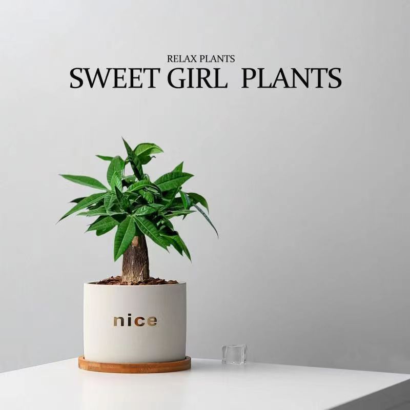 Five Blessings Money Tree small potted indoor plants, office desk small green plants potted plants, indoor flower potted plants pic 13