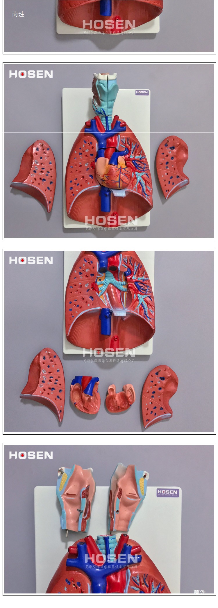 Human respiratory system model, larynx, heart and lung structure, detachable medical teaching mold props for larynx, heart and lung pic 3