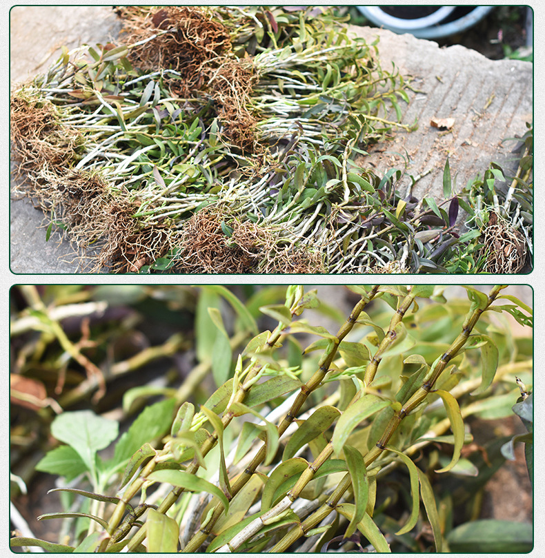 铁皮石斛苗裸苗1斤5-6月花期石斛基地批量发货种植新鲜发货大货详情8