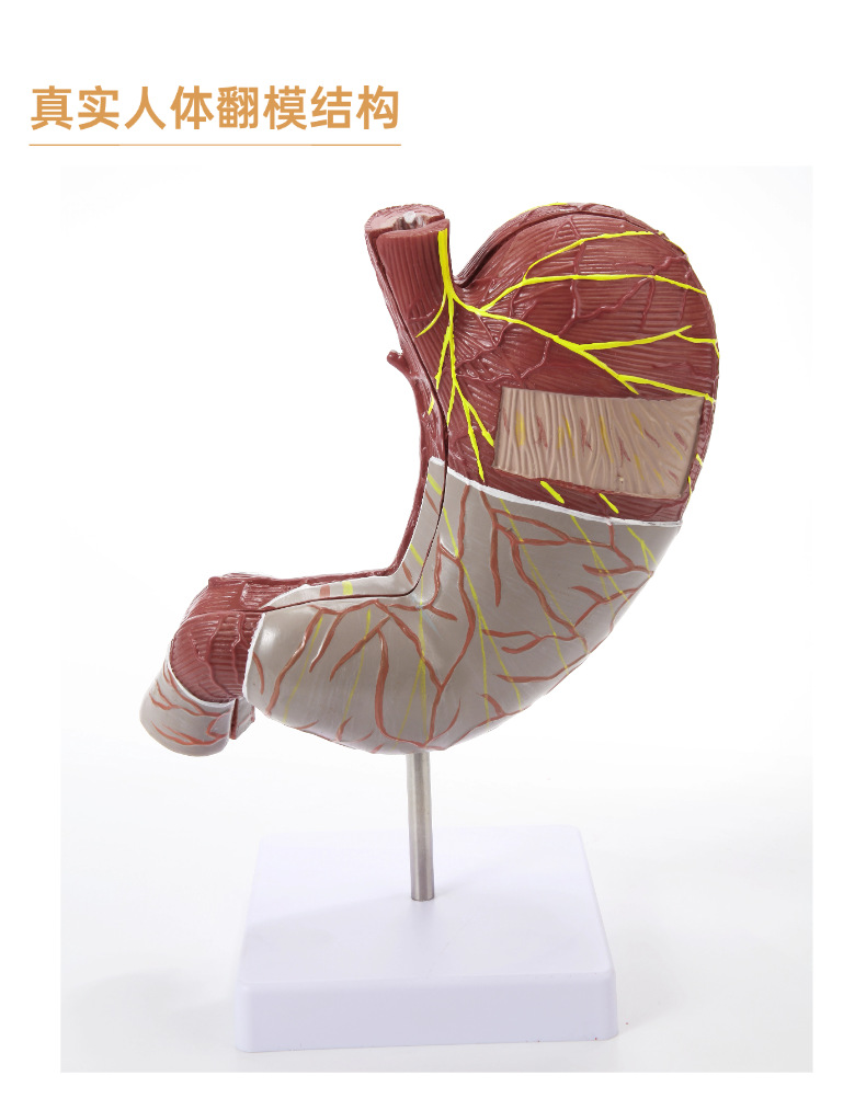 Human stomach anatomy model, traditional Chinese medicine teaching physical object, human stomach structure model, portable demonstration equipment, tuning fork to assist learning pic 12