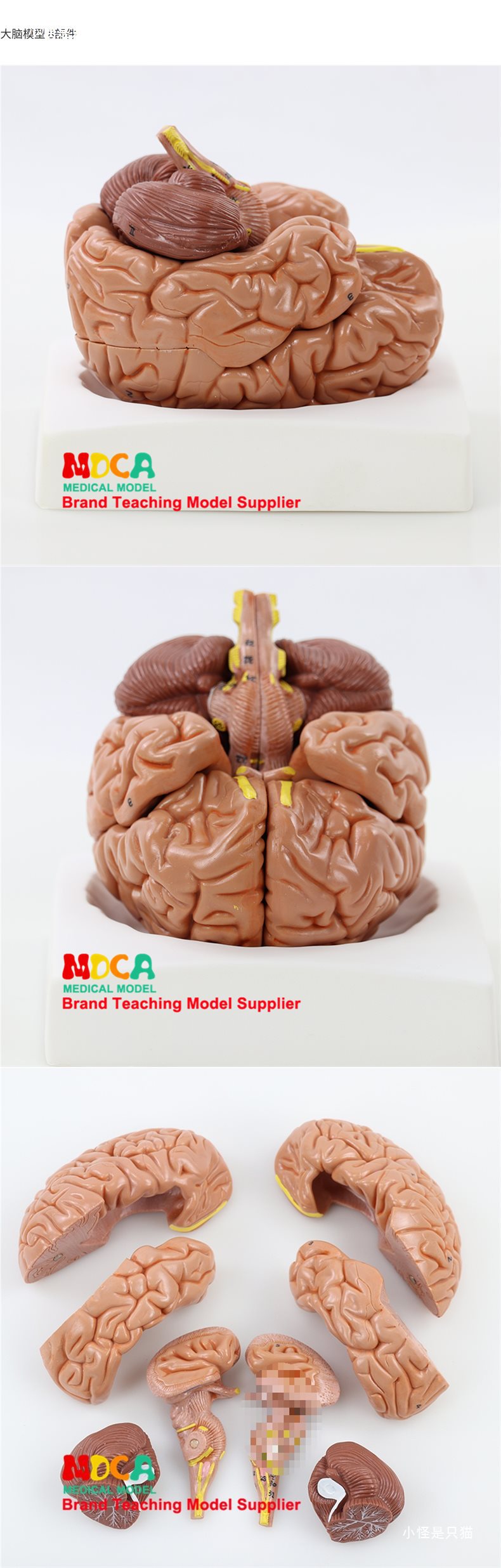 右半大脑解剖模型人体1:1神经皮质结构与功能分区医学教学详情16