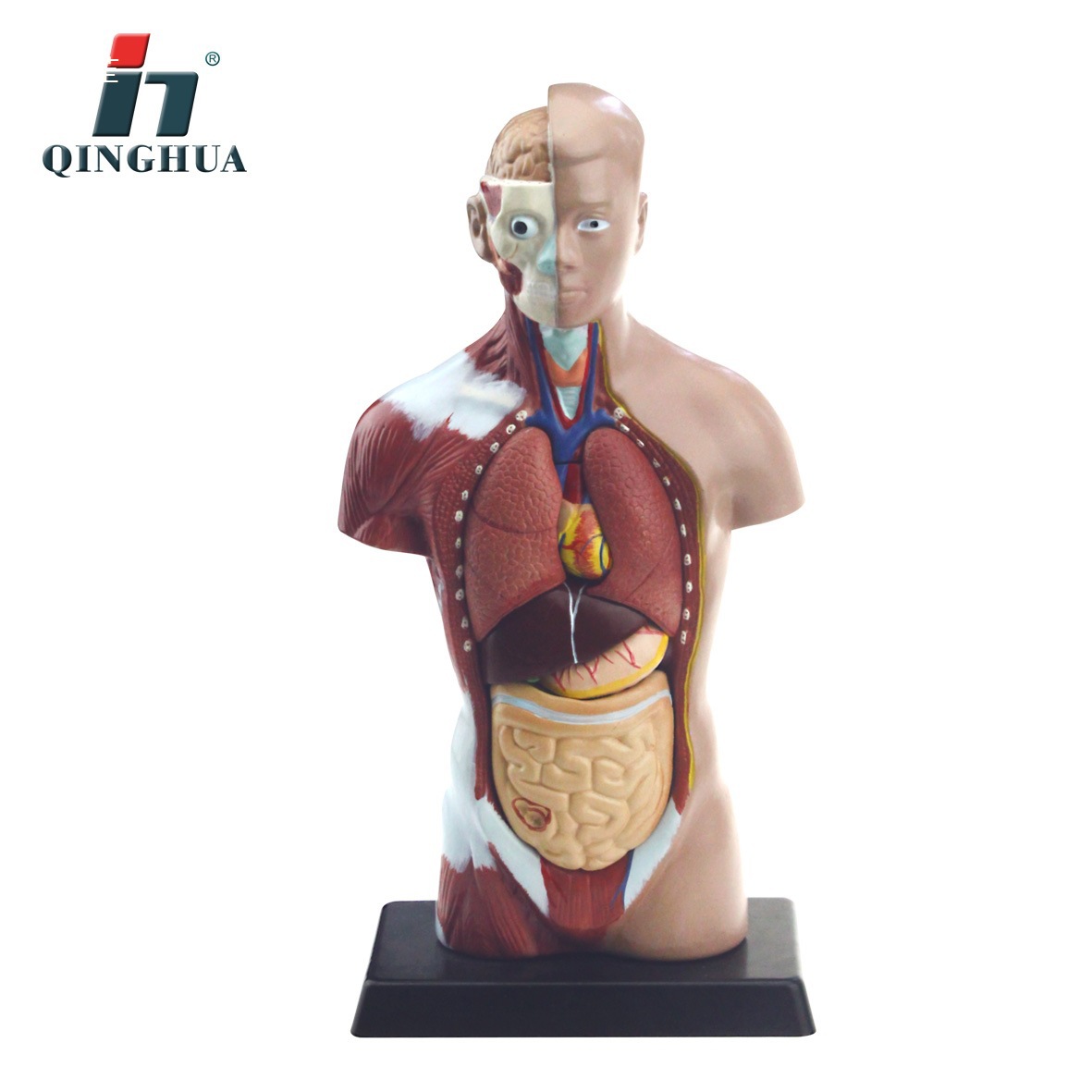 Qinghua AA19 human trunk model, junior and senior high school biology experimental equipment, scientific and educational instrument, medical anatomy model pic 2