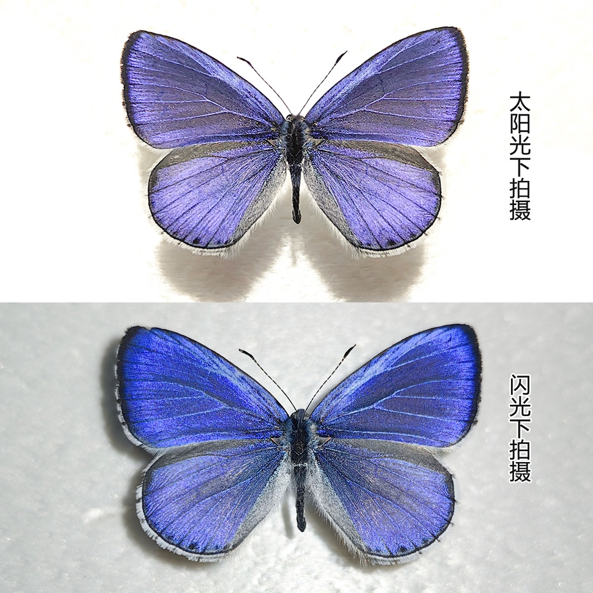 蝴蝶标本摆件真蝴蝶昆虫标本学生儿童创意生日礼科学认知科教玩具详情12