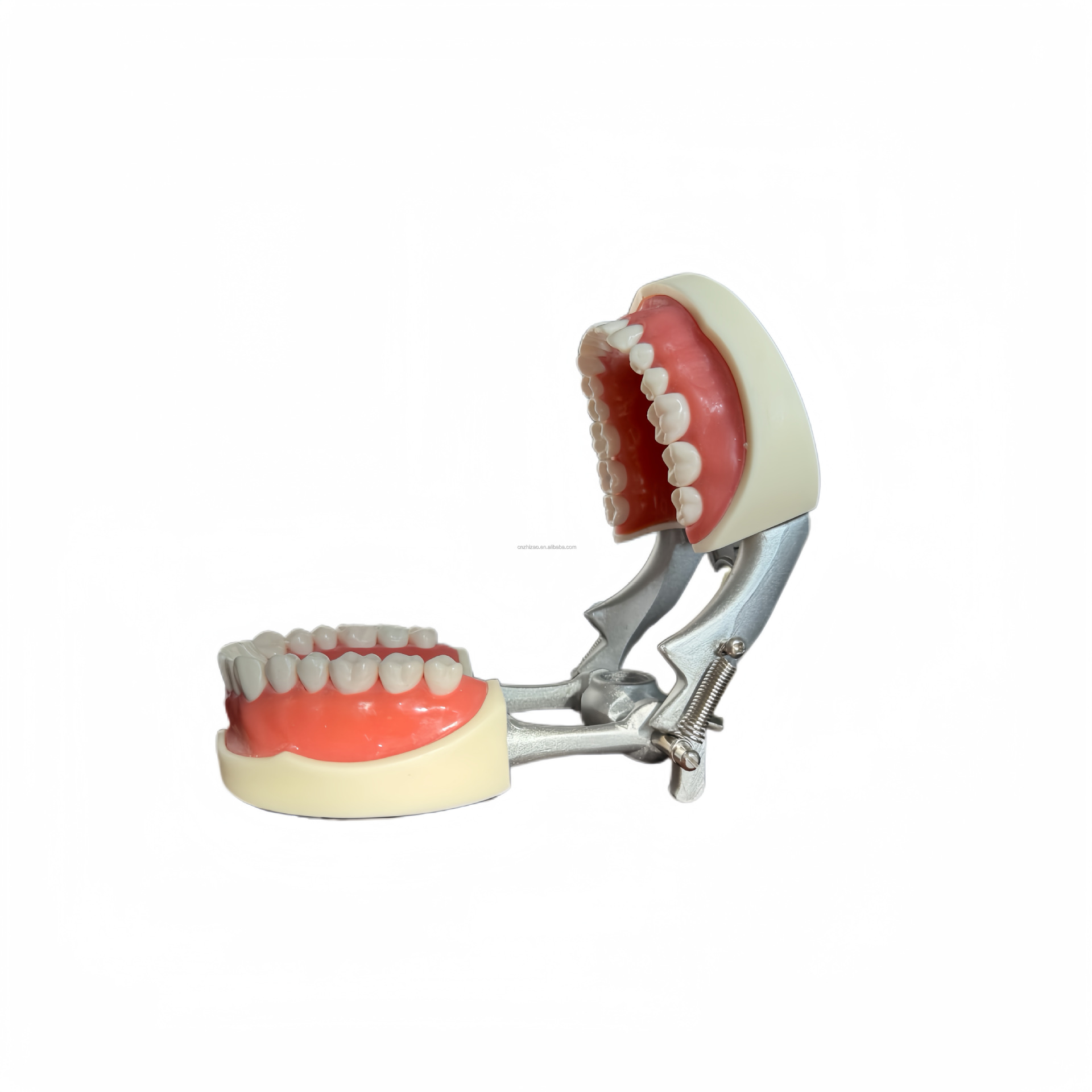 Cross-border exclusive dental gingival teaching model, standard tooth model, 32-tooth detachable clinic model pic 10