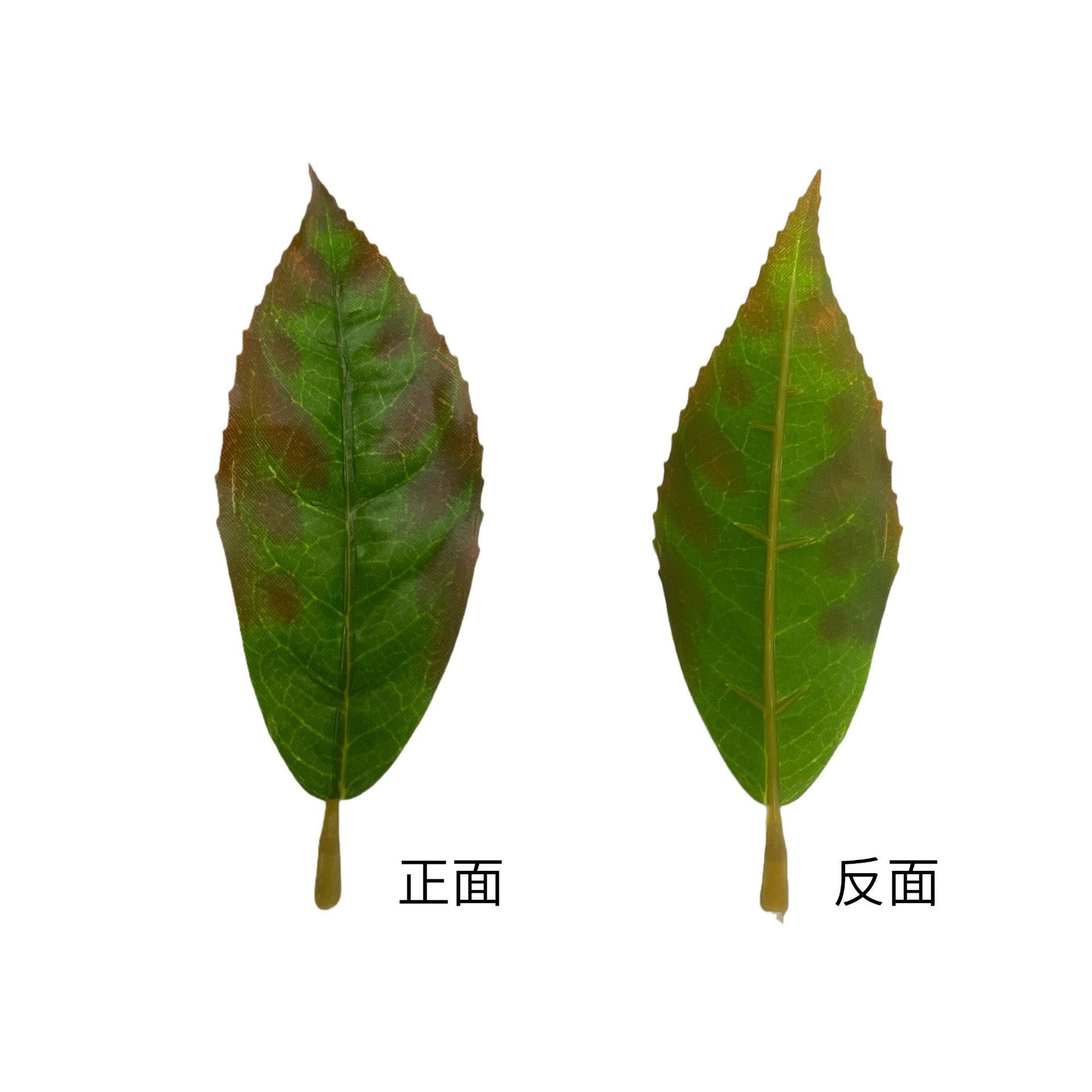 仿真红花油茶叶绿植单片毛尖茶叶绿茶大白茶红茶园林装饰摆设批发详情12