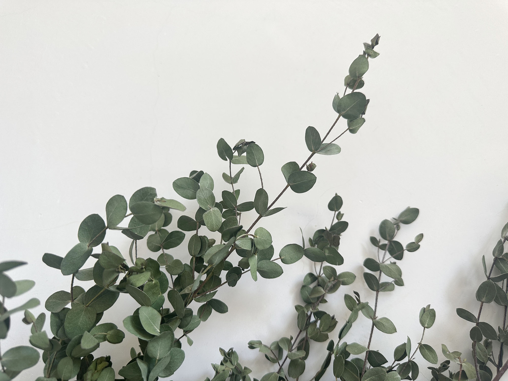 【 Dry Fine Leaves 】 Yunnan dried flower fine leaves eucalyptus, eucalyptus leaves, green leaves pic 10